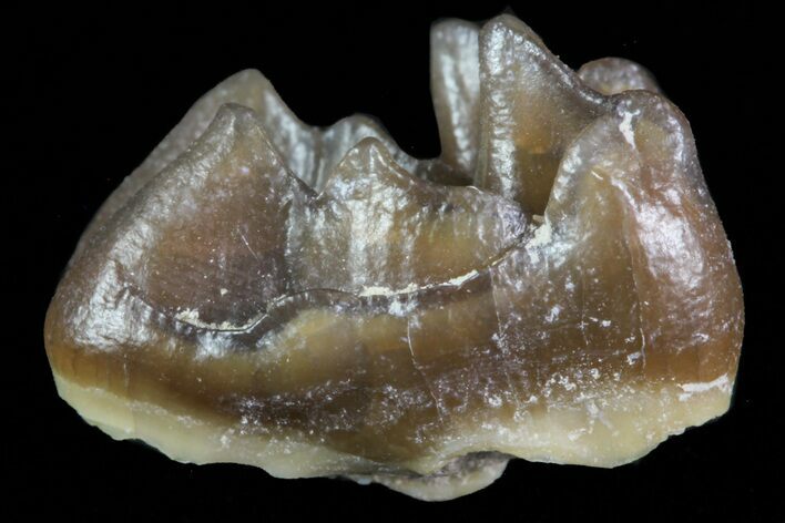 Oligocene Horse (Mesohippus) Tooth - South Dakota #73641